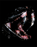 VENOM DECAL